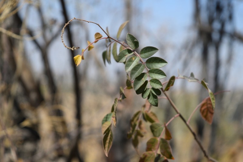 Rhus jaliscana photo 2
