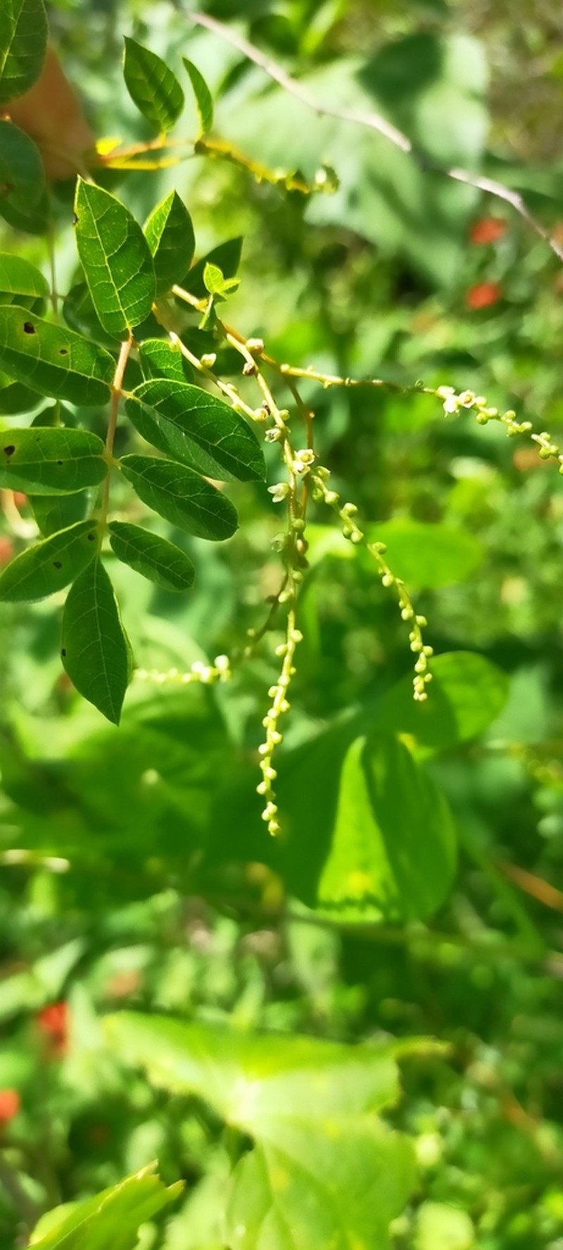 Rhus jaliscana photo 5