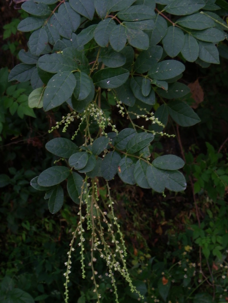 Rhus jaliscana photo 6