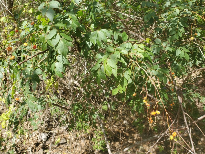 Rhus jaliscana photo 7