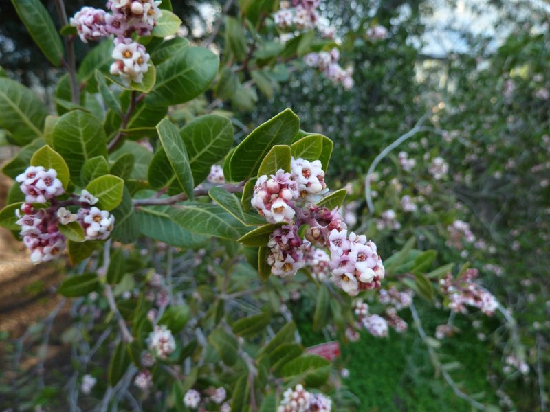 Kearney'S Sumac