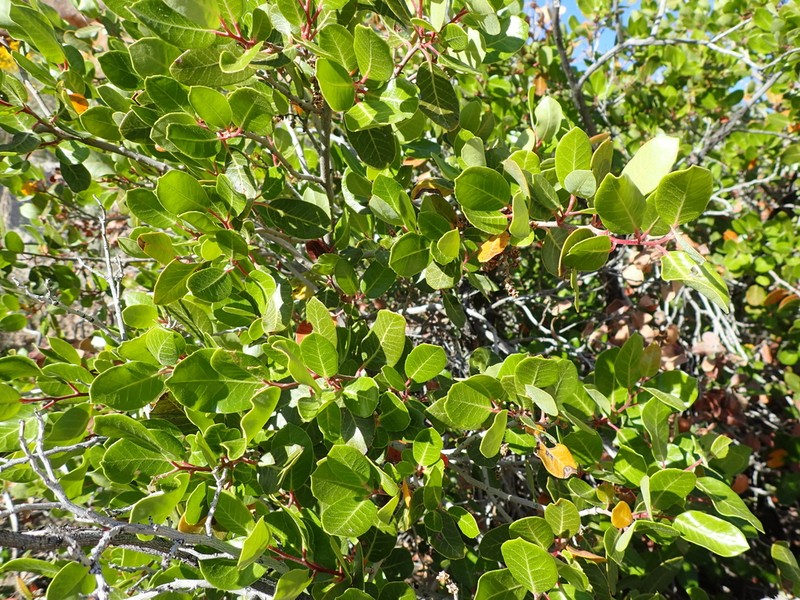 Kearney'S Sumac photo 3