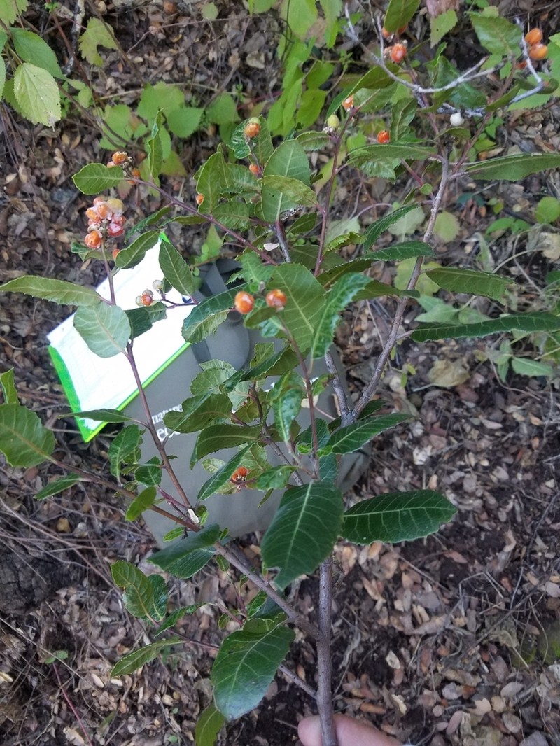 Kearney'S Sumac photo 6