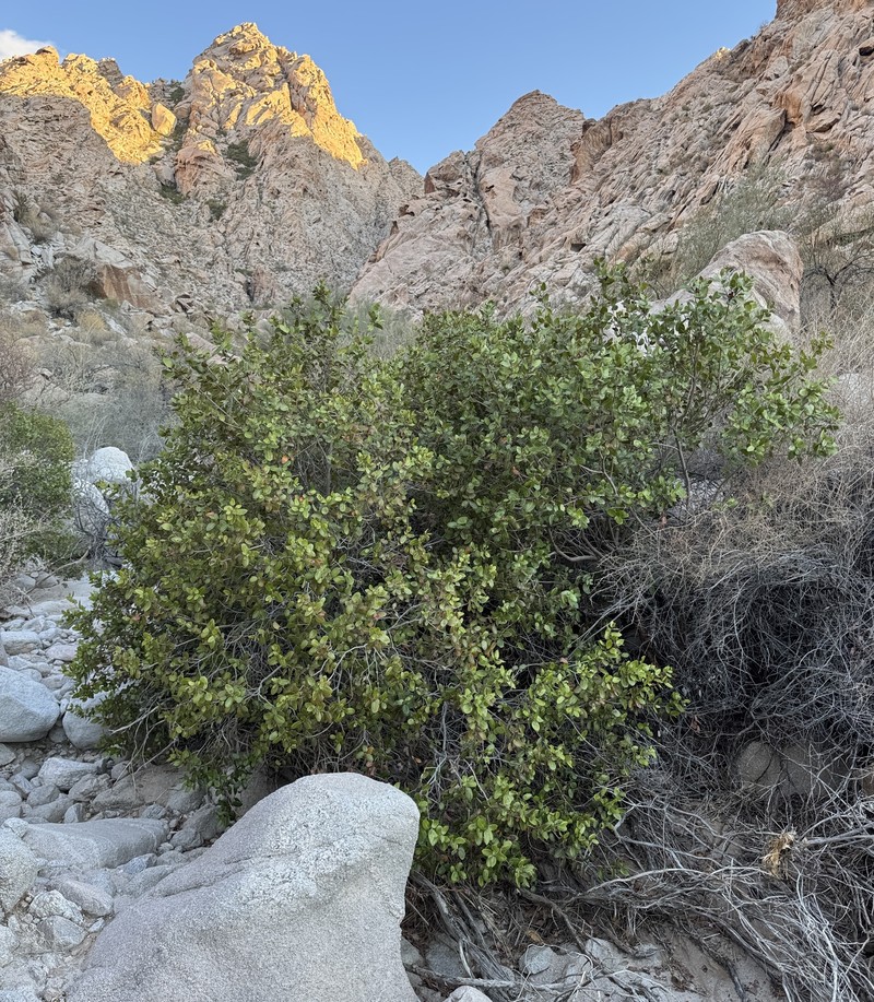 Rhus kearneyi subsp. kearneyi