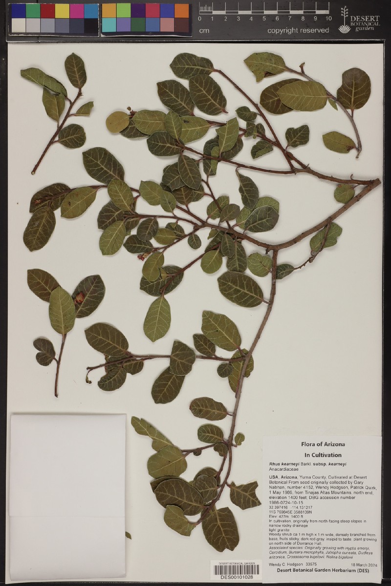 Rhus kearneyi subsp. kearneyi photo 6