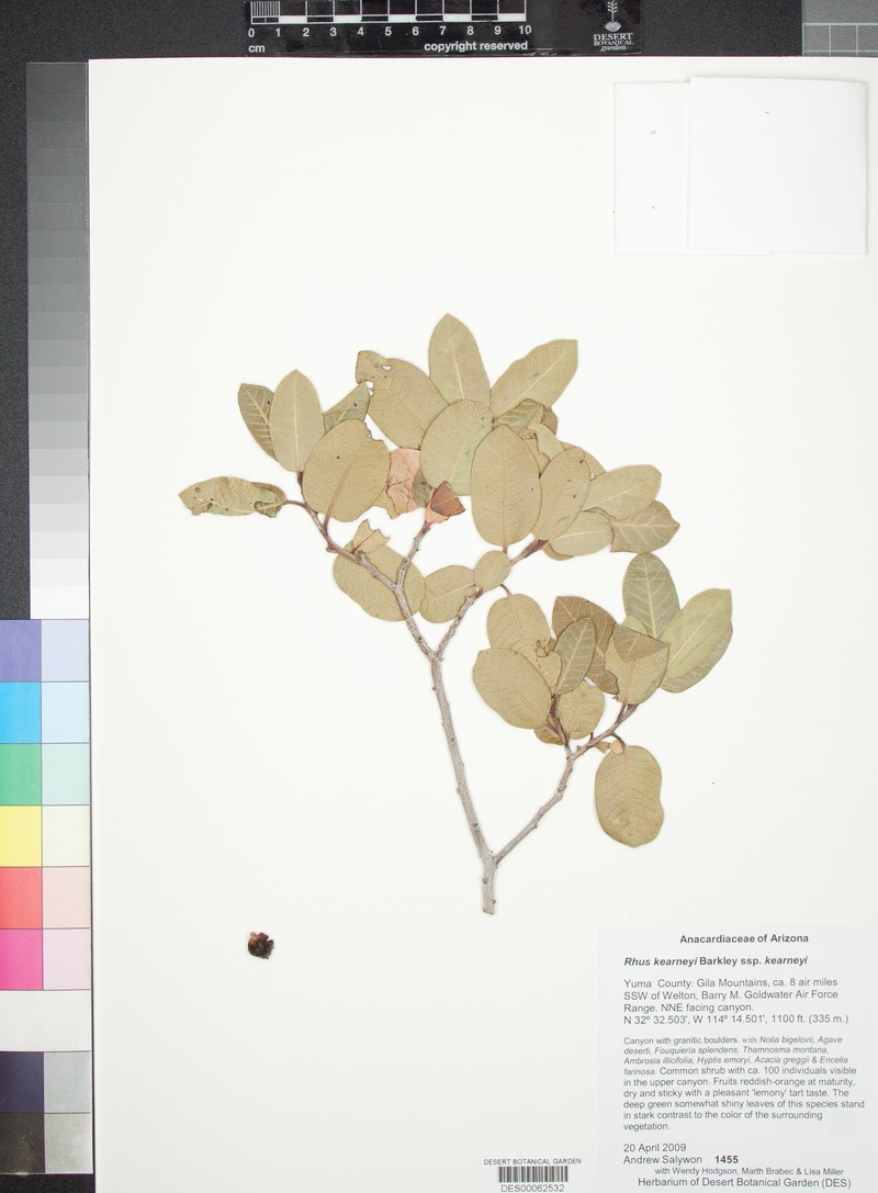 Rhus kearneyi subsp. kearneyi photo 7