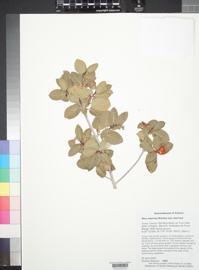 Rhus kearneyi subsp. kearneyi photo 8