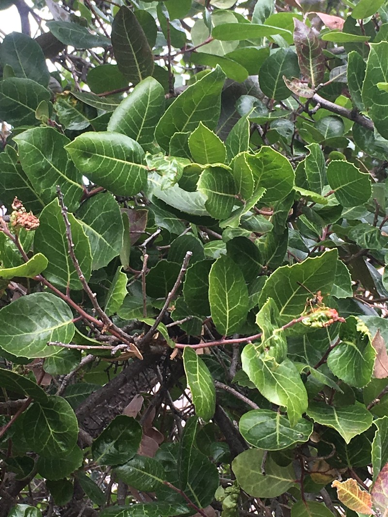 Rhus kearneyi subsp. virginum