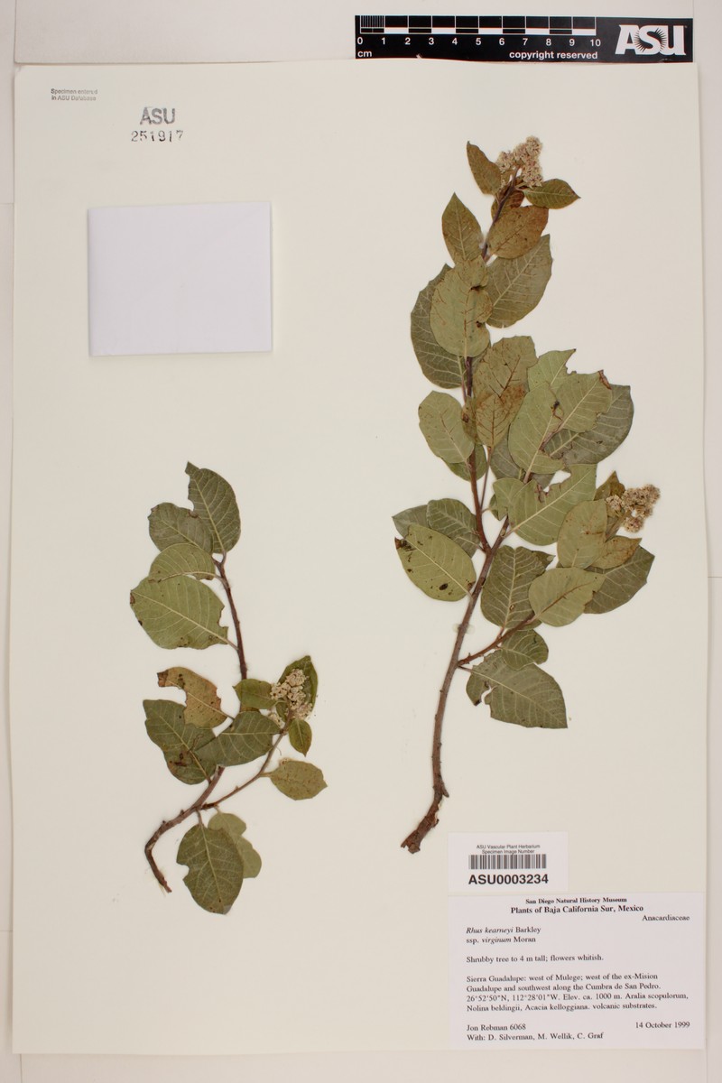 Rhus kearneyi subsp. virginum photo 2