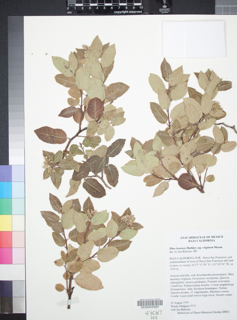 Rhus kearneyi subsp. virginum photo 3