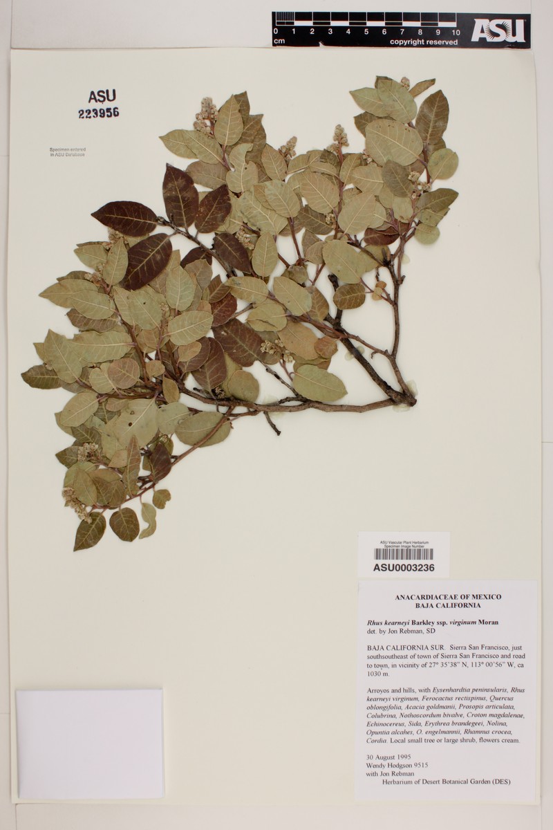 Rhus kearneyi subsp. virginum photo 4