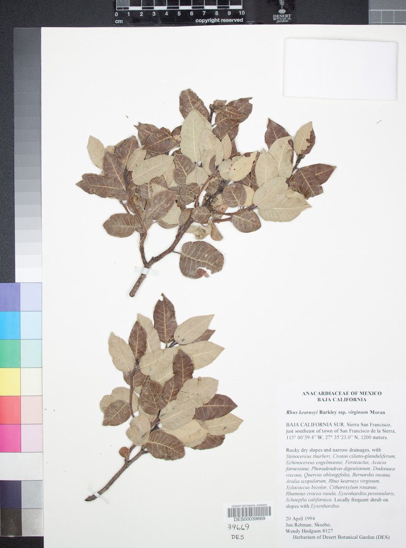 Rhus kearneyi subsp. virginum photo 5