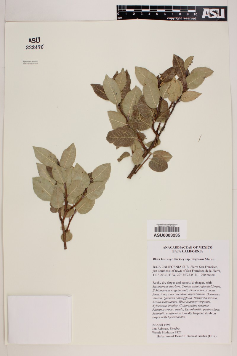 Rhus kearneyi subsp. virginum photo 6