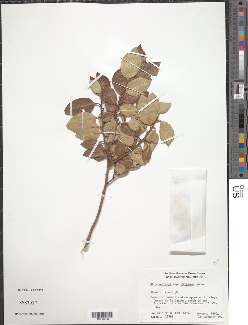 Rhus kearneyi subsp. virginum photo 7