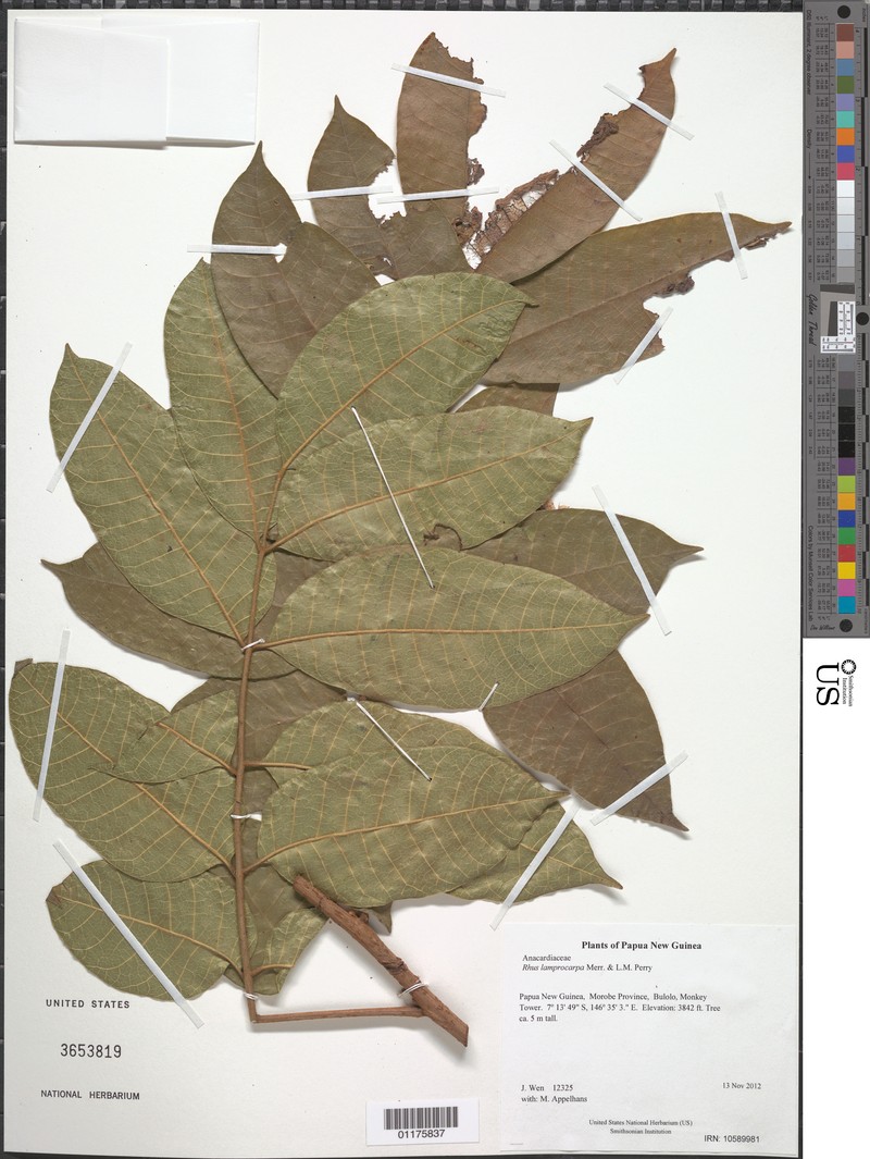 Rhus lamprocarpa
