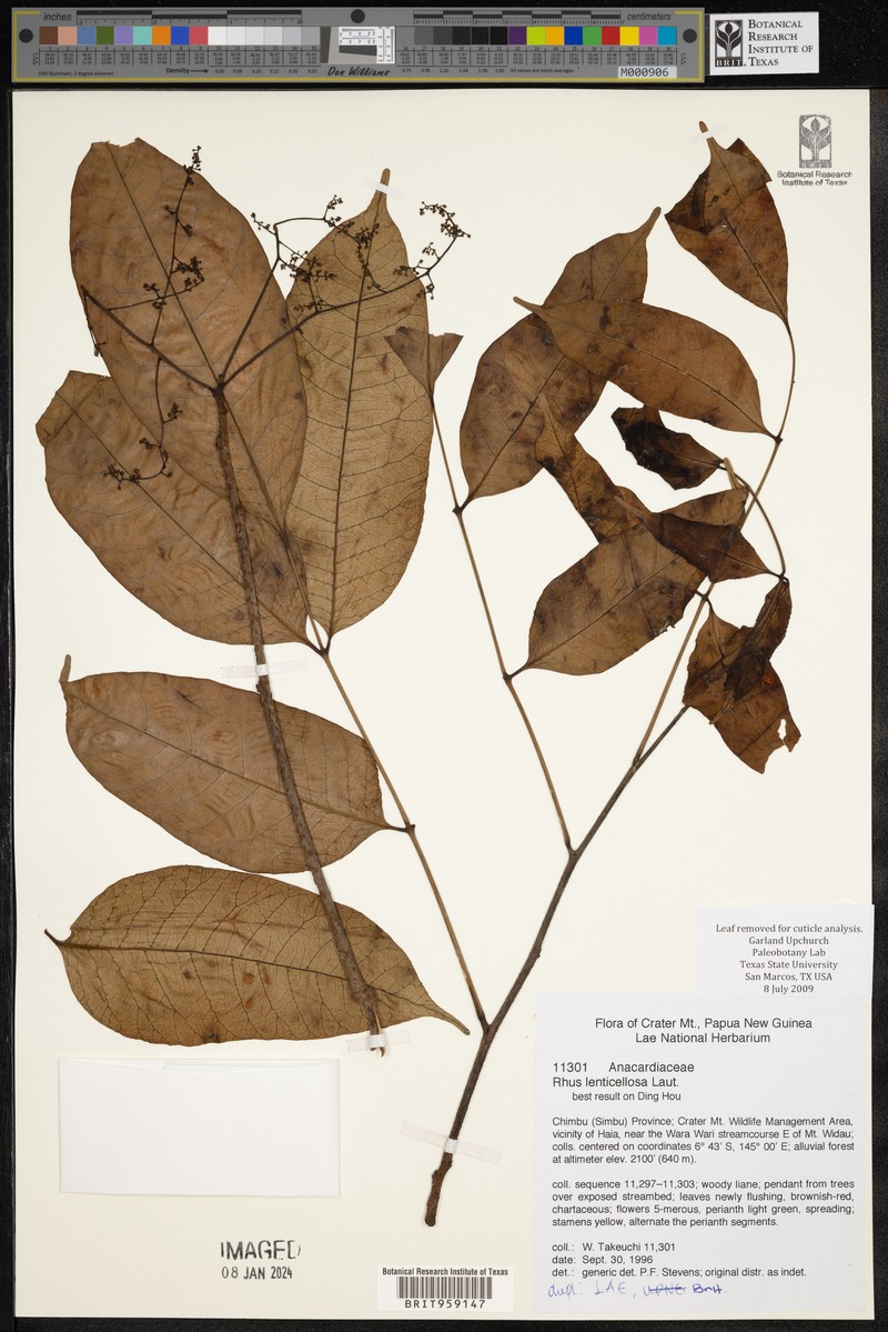 Rhus lenticellosa