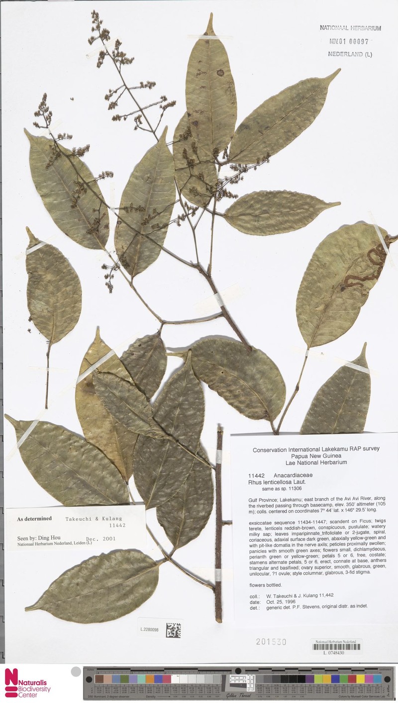 Rhus lenticellosa photo 2