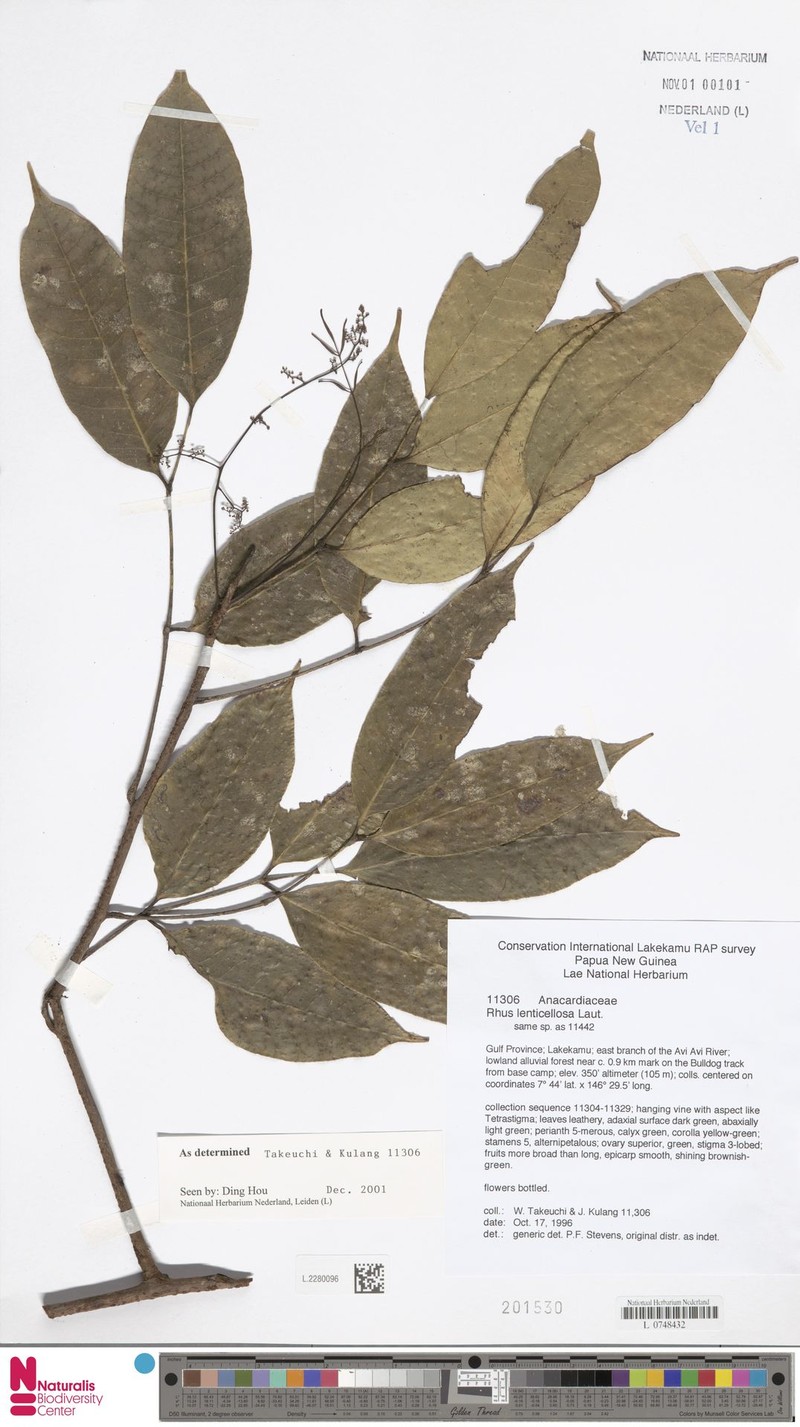 Rhus lenticellosa photo 3
