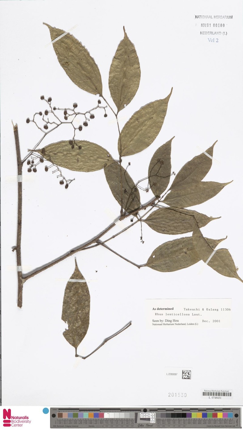 Rhus lenticellosa photo 4