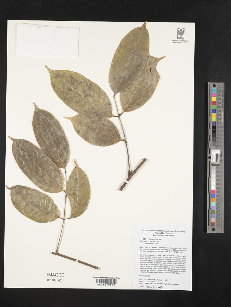 Rhus lenticellosa photo 5