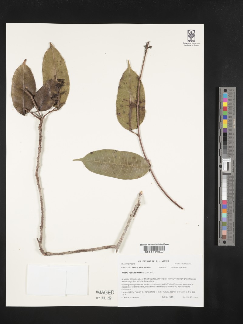 Rhus lenticellosa photo 6