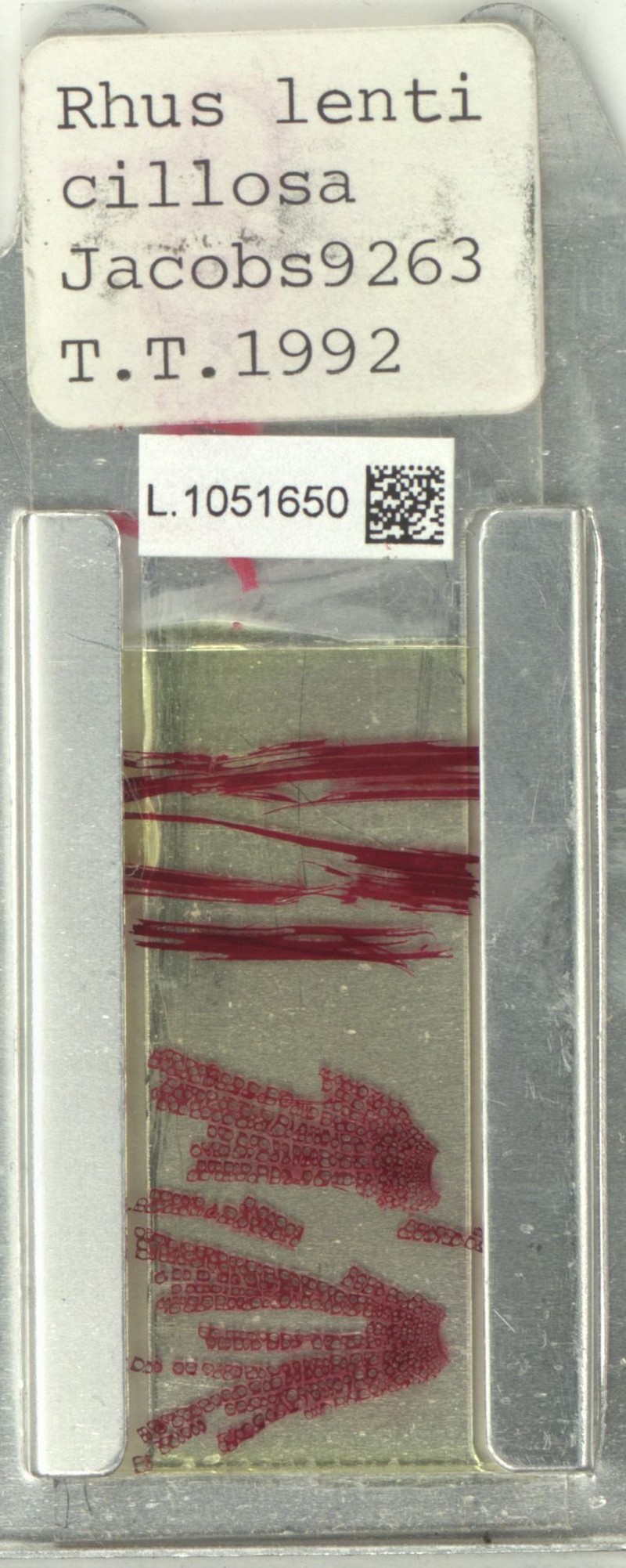 Rhus lenticellosa photo 7