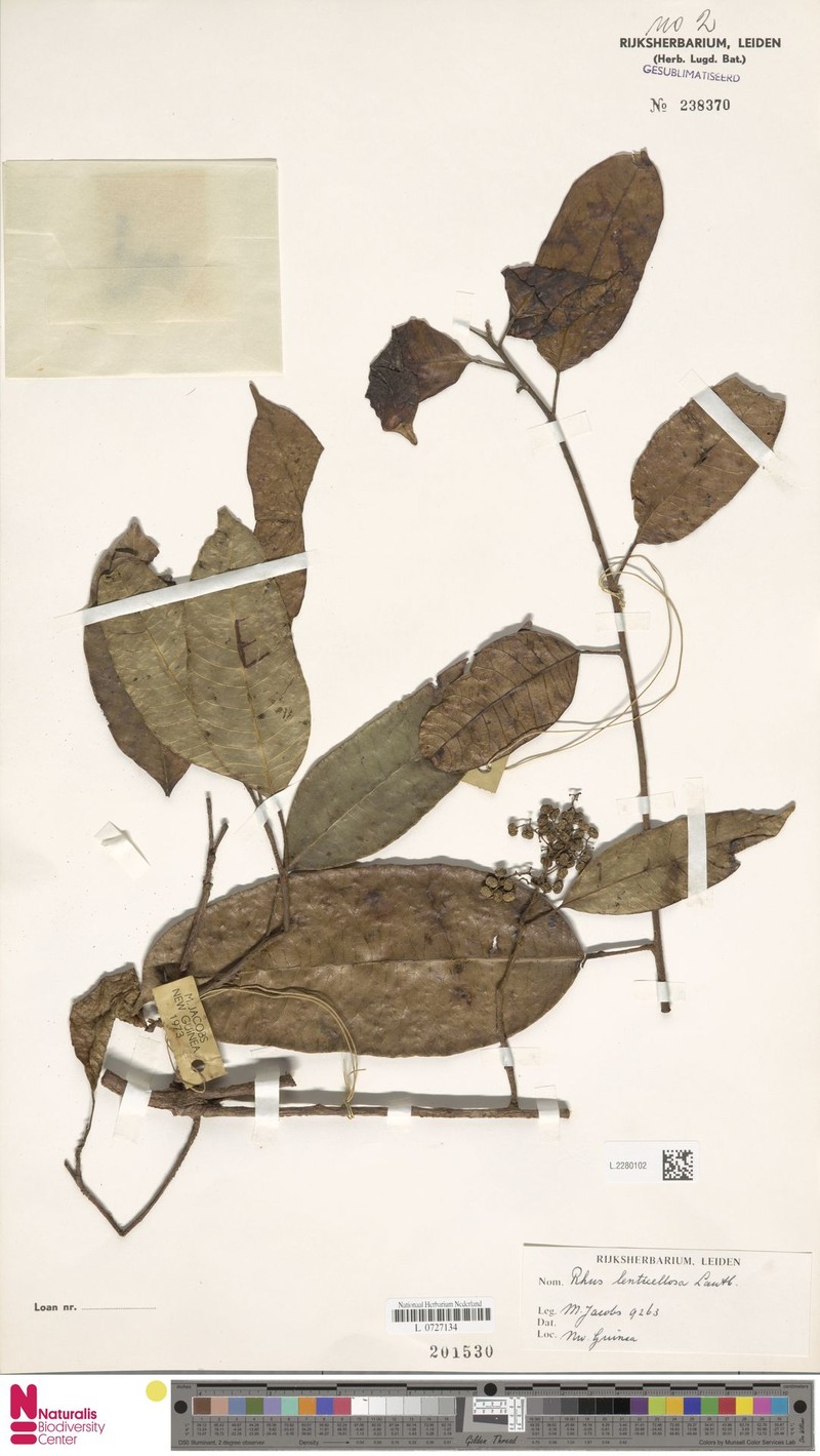 Rhus lenticellosa photo 8