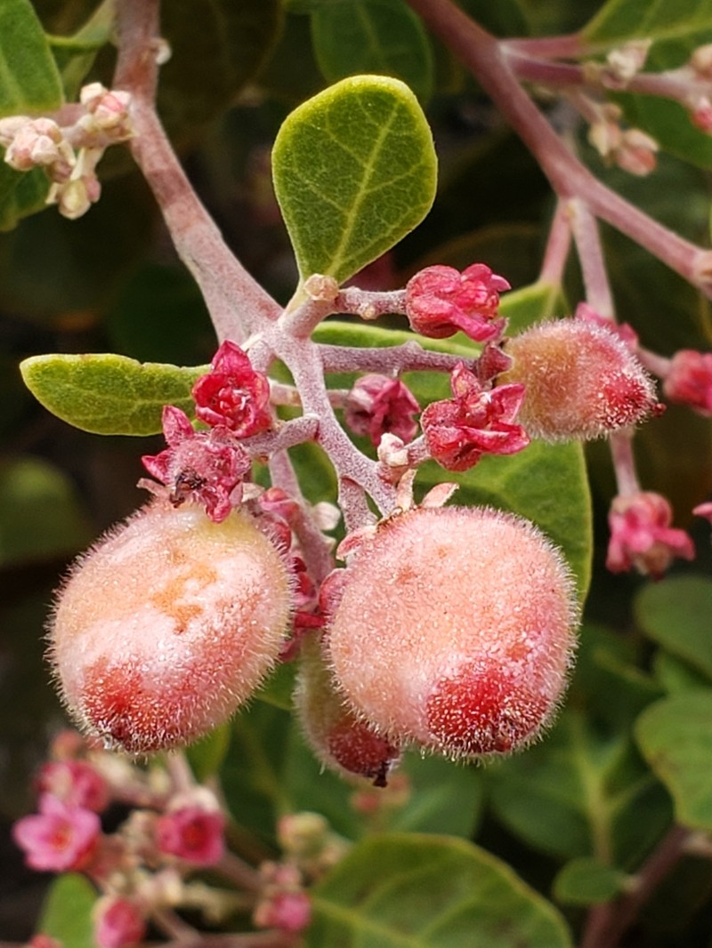 Rhus lentii