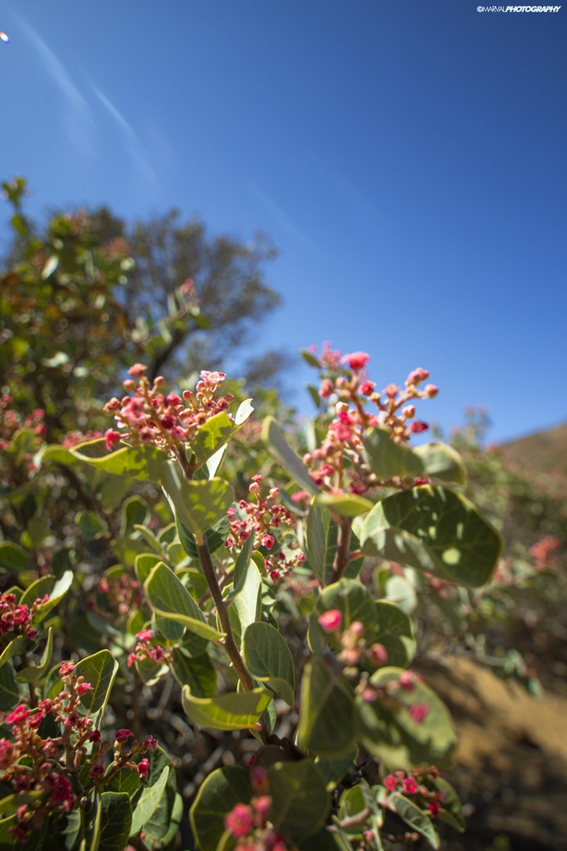 Rhus lentii photo 2