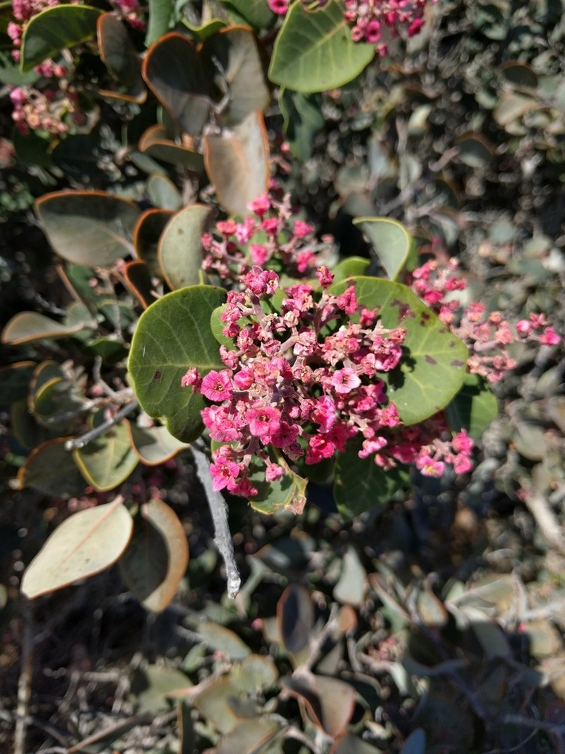Rhus lentii photo 3