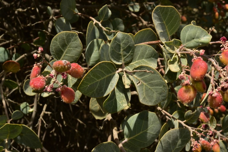 Rhus lentii photo 5