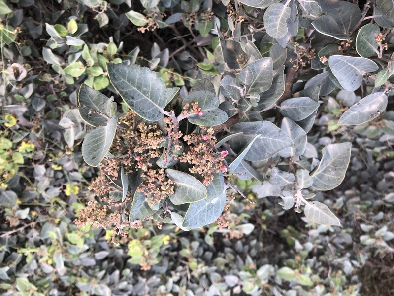 Rhus lentii photo 6