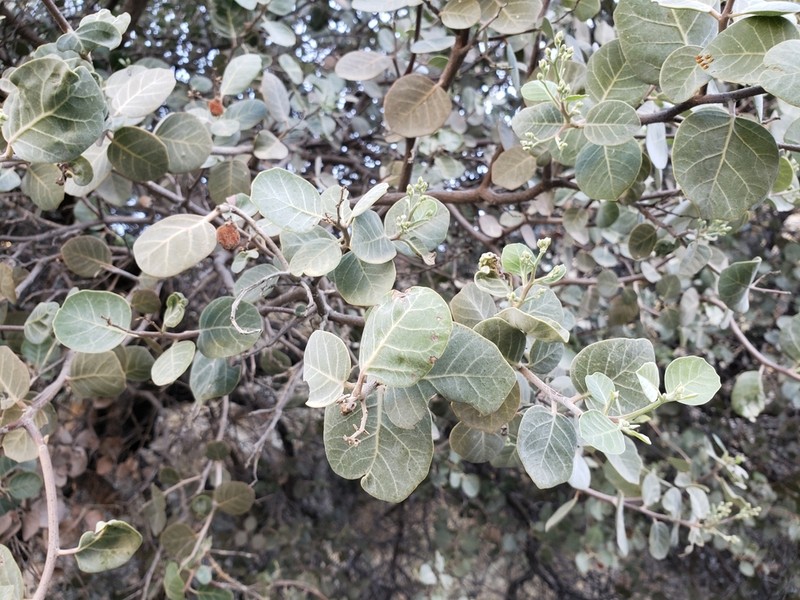 Rhus lentii photo 8
