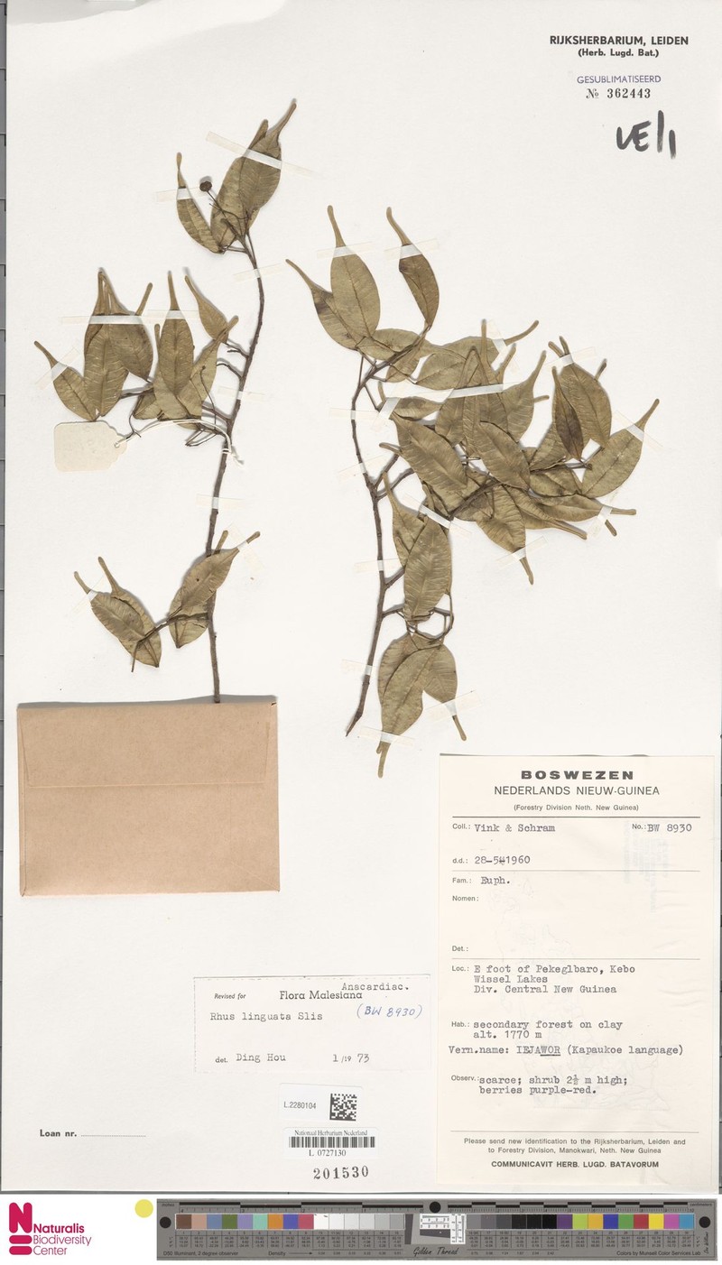 Rhus linguata
