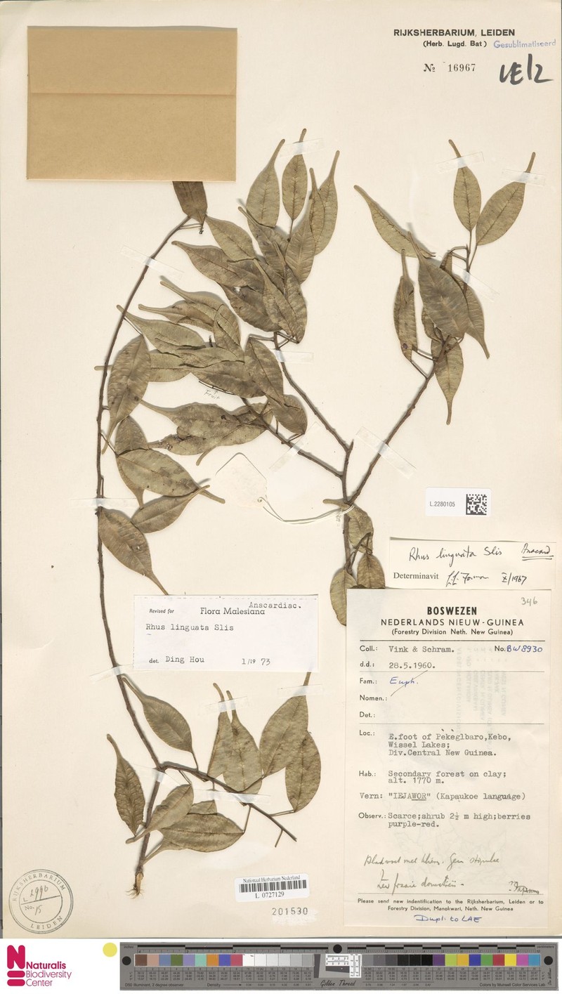 Rhus linguata photo 2
