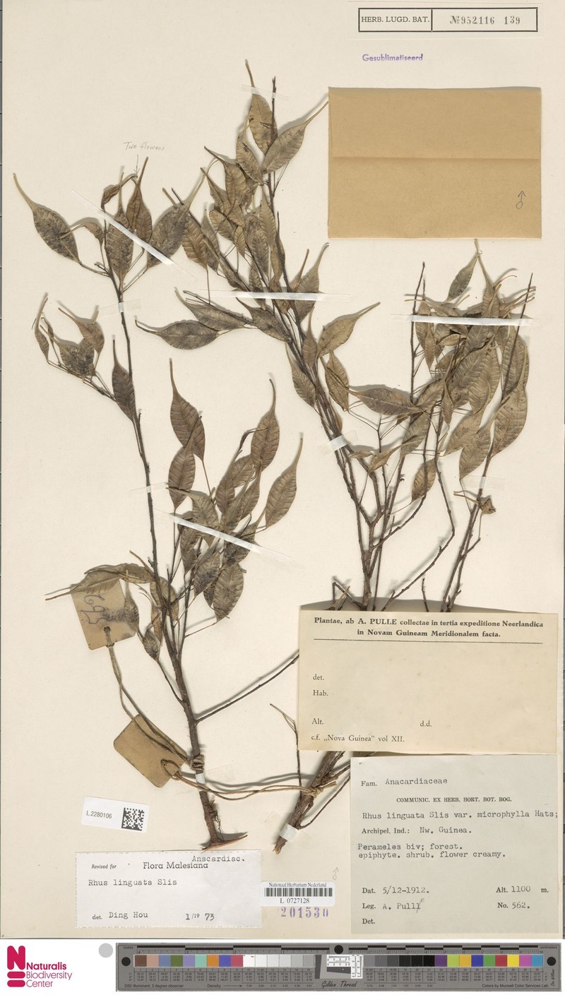 Rhus linguata photo 3