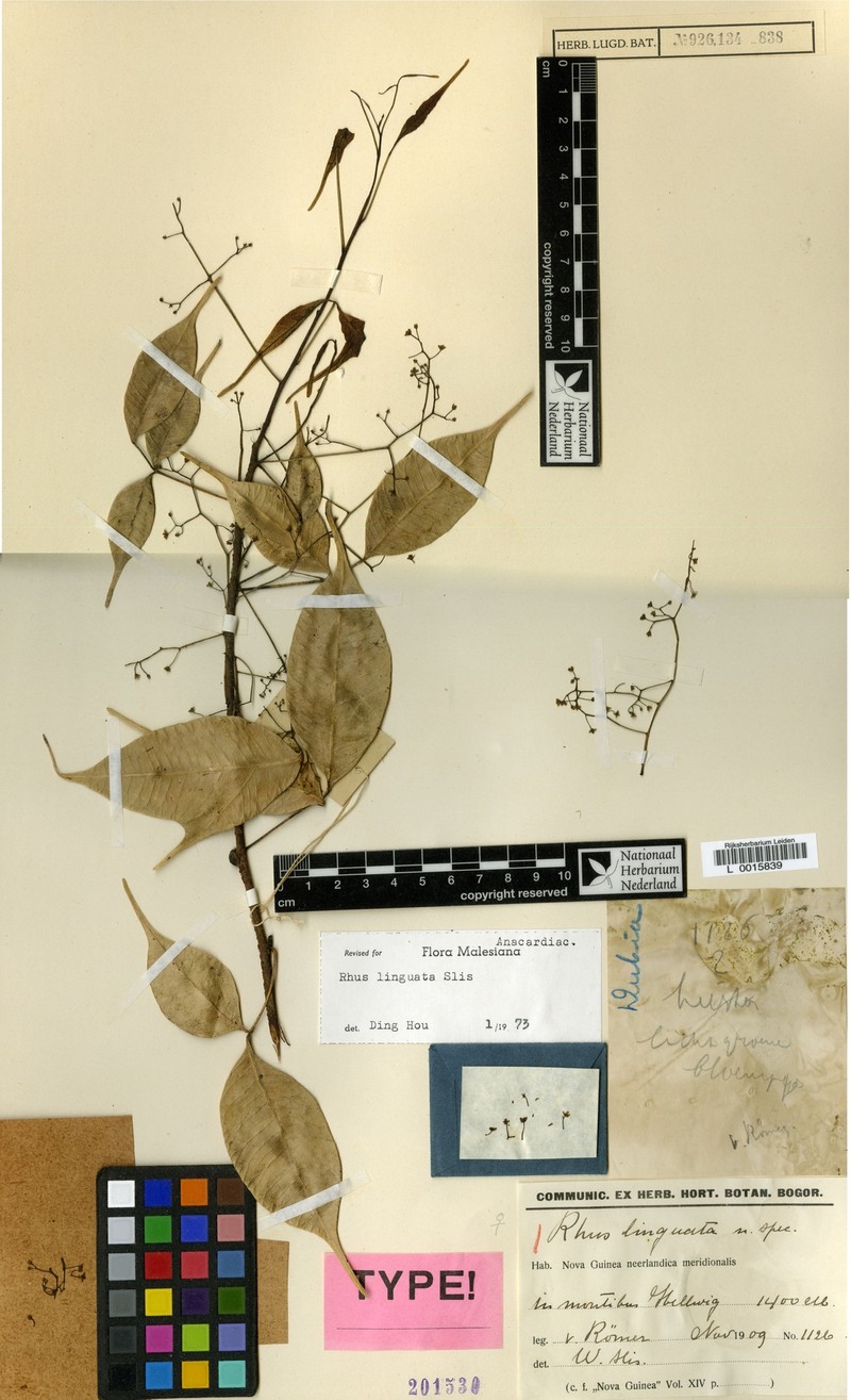 Rhus linguata photo 4
