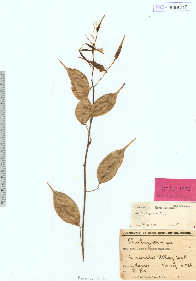 Rhus linguata photo 5
