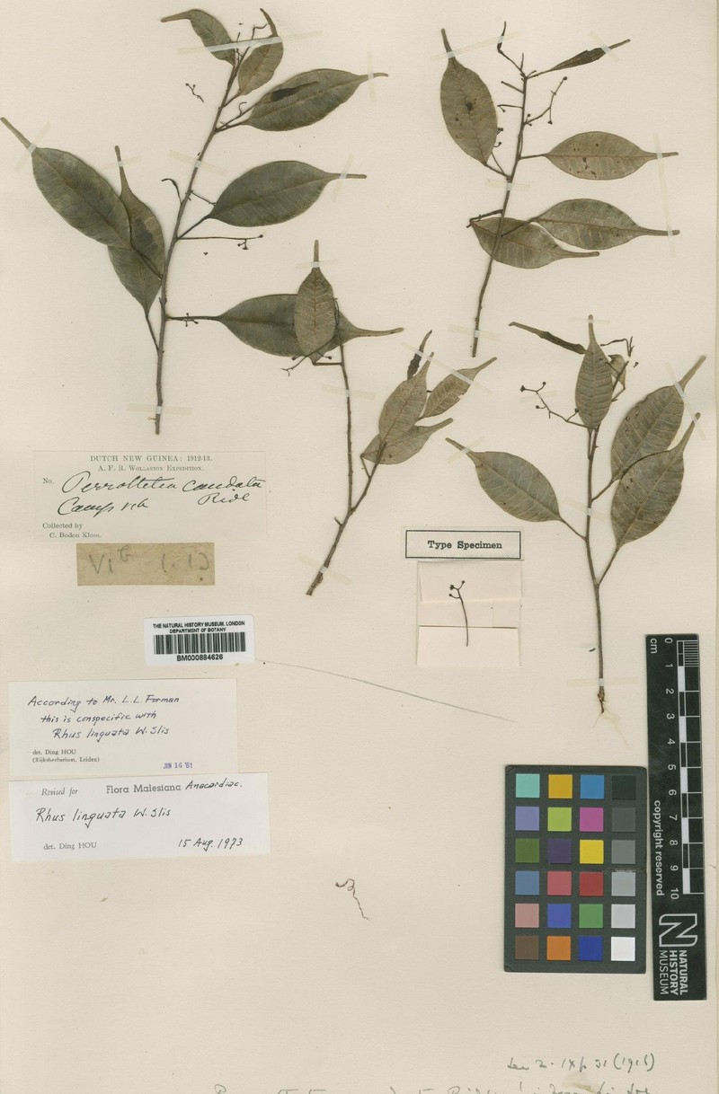 Rhus linguata photo 6