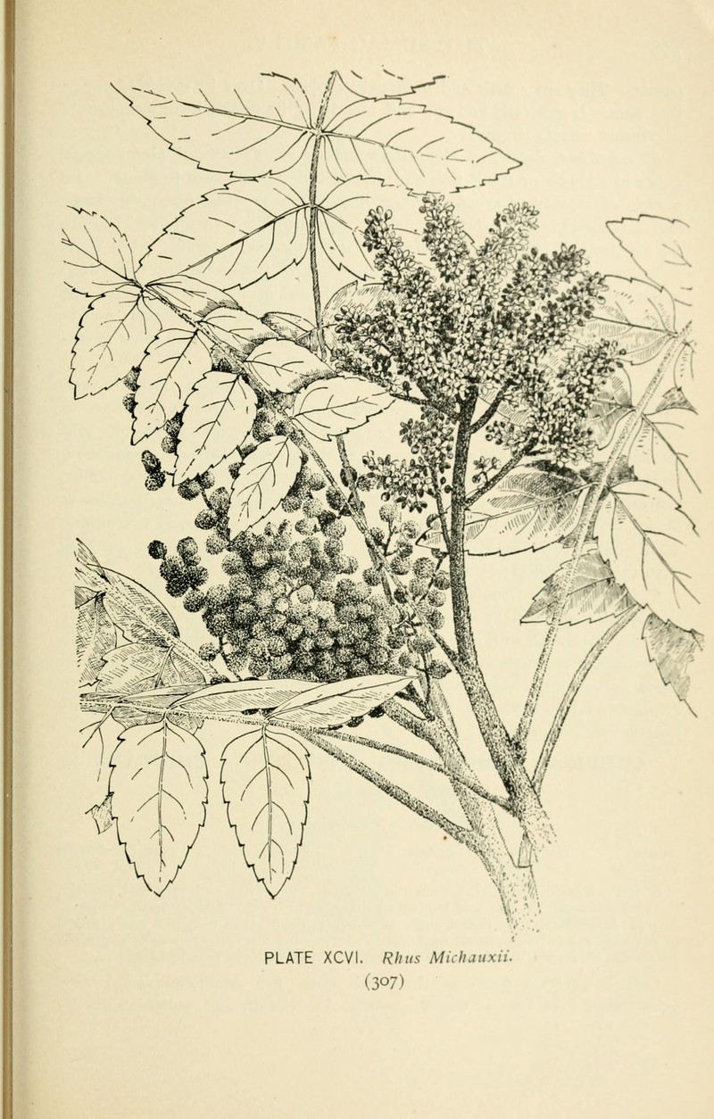 False Poison Sumac photo 2