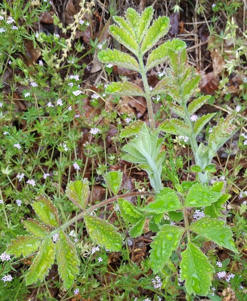 False Poison Sumac photo 3
