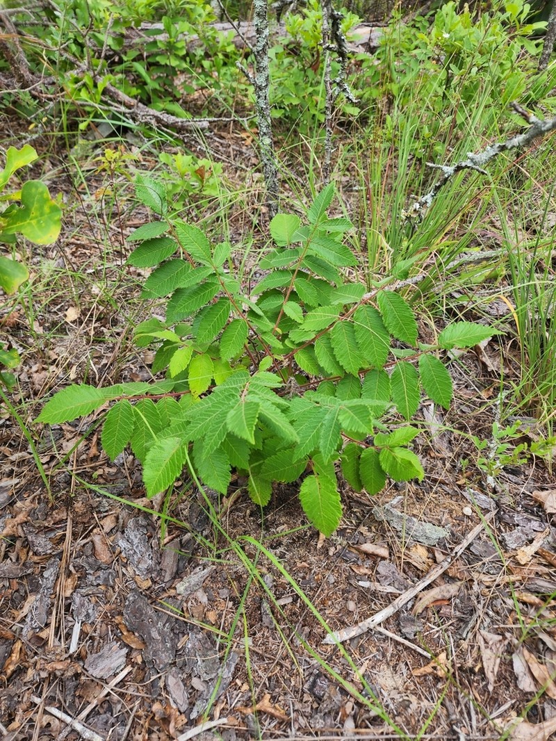 False Poison Sumac photo 4