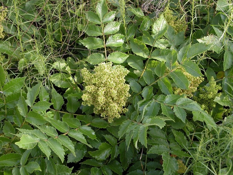 False Poison Sumac photo 5