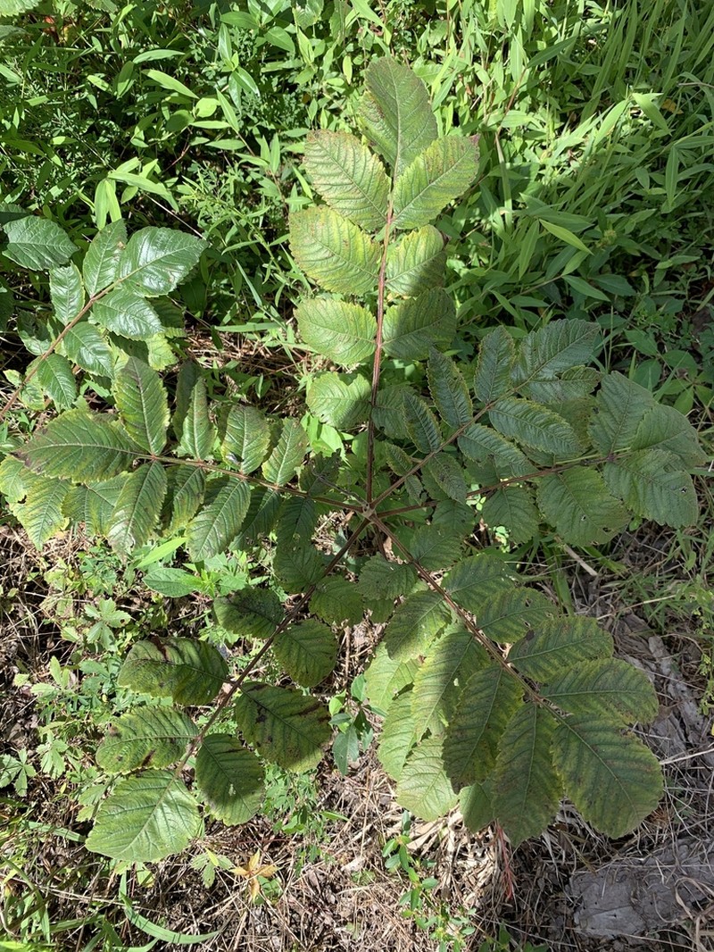 False Poison Sumac photo 6