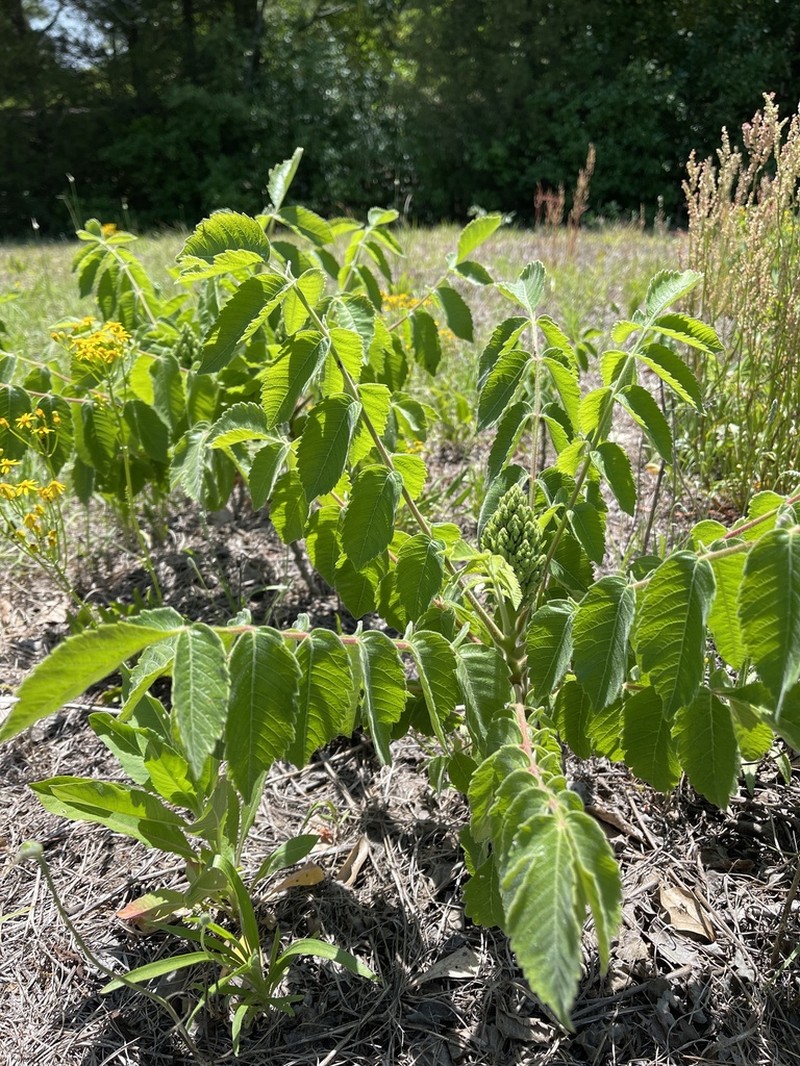 False Poison Sumac photo 7