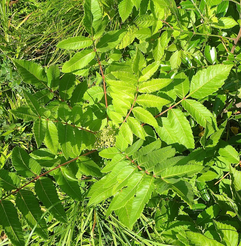 False Poison Sumac photo 8