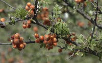 Littleleaf Sumac