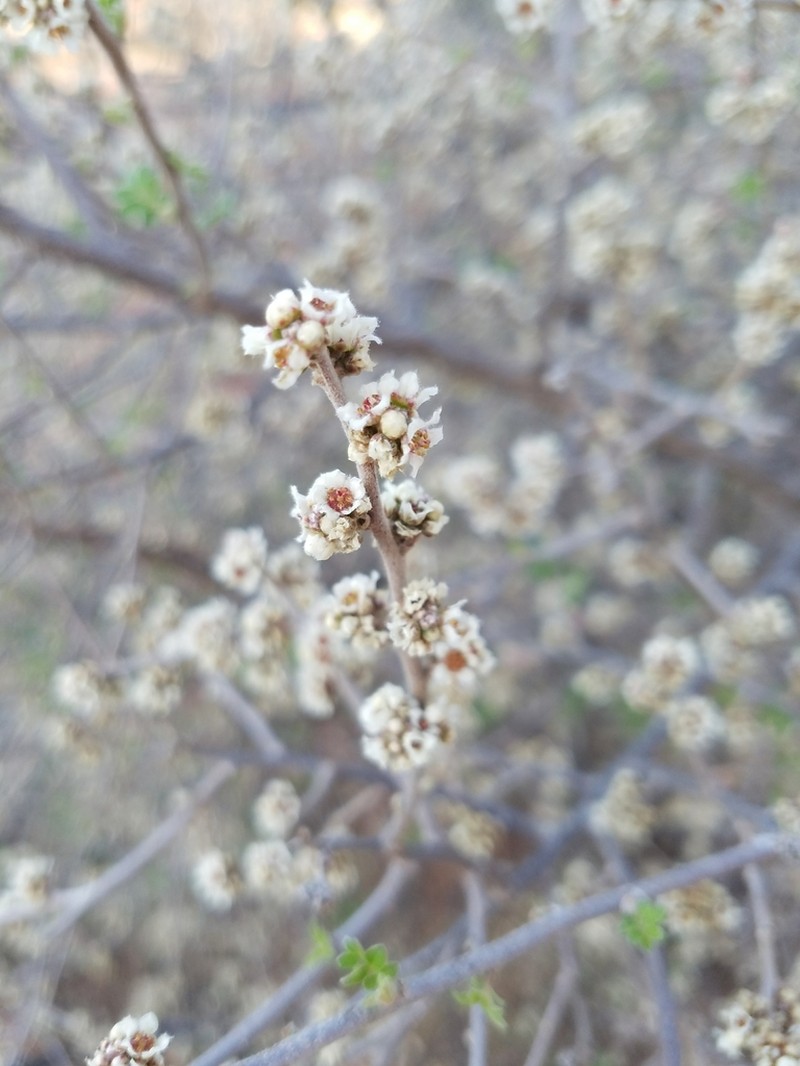 Littleleaf Sumac photo 3