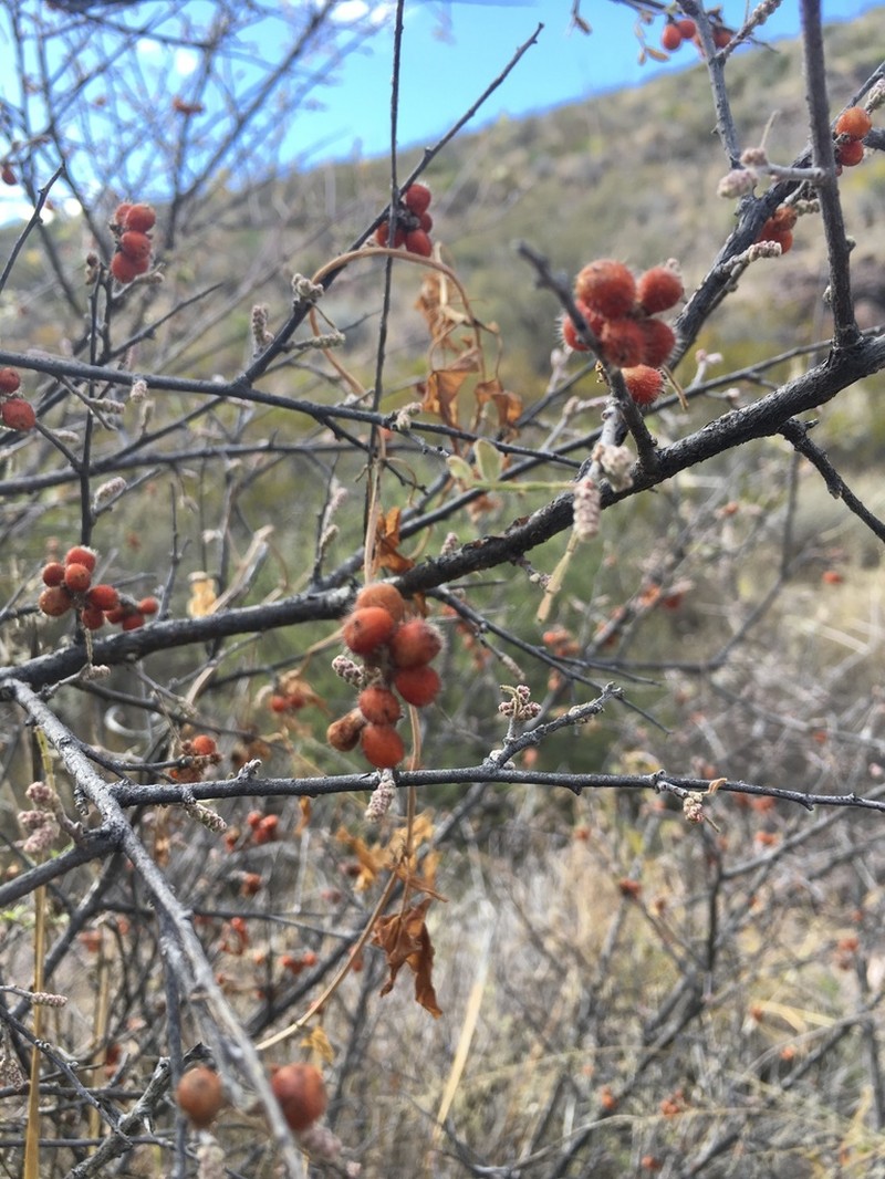 Littleleaf Sumac photo 4