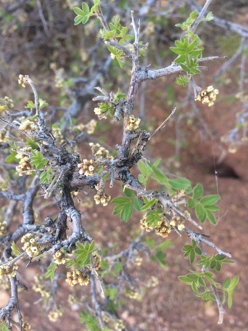 Littleleaf Sumac photo 5